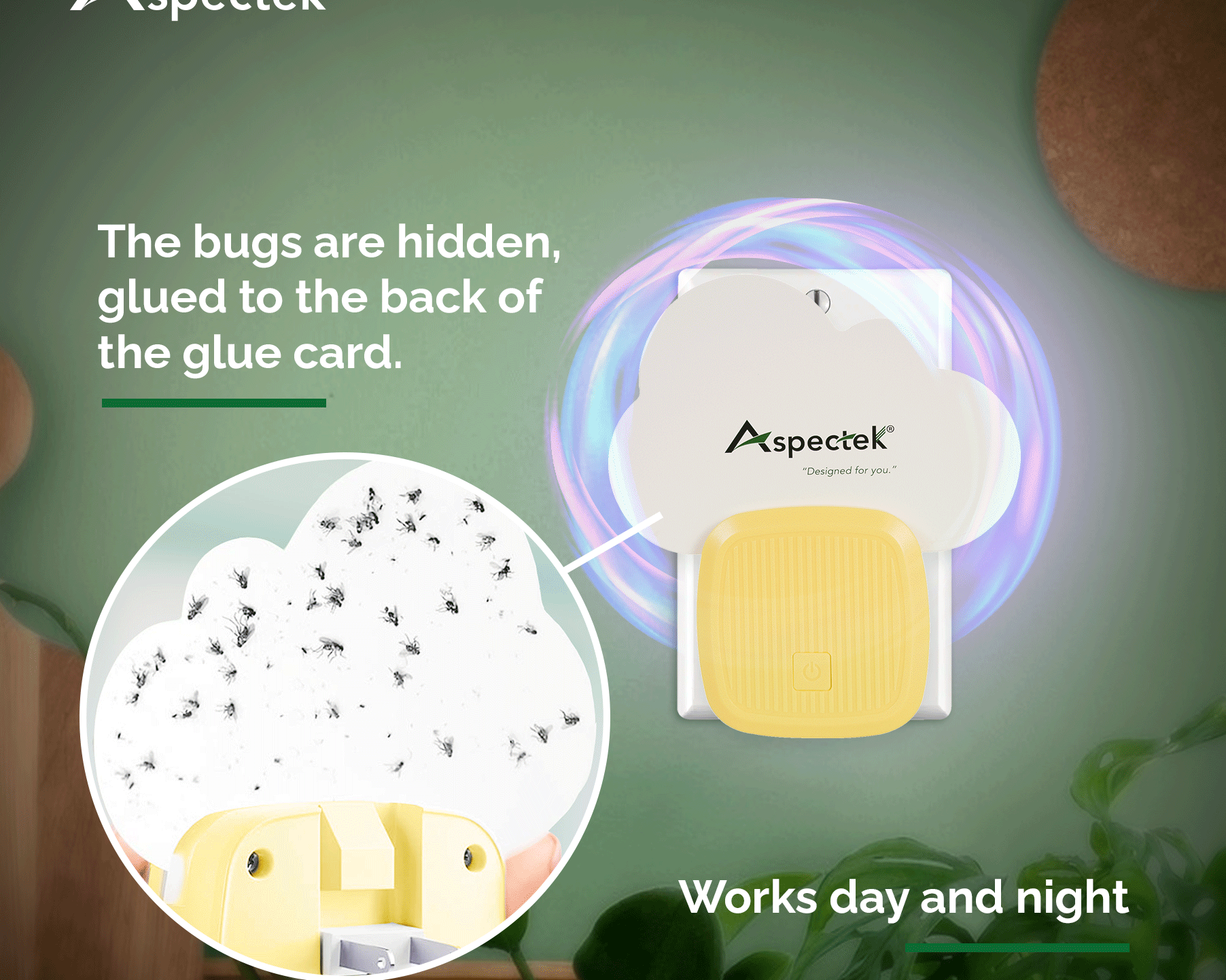 The Fascinating World of Fly Catchers: Nature's Tiny Insect Assassins