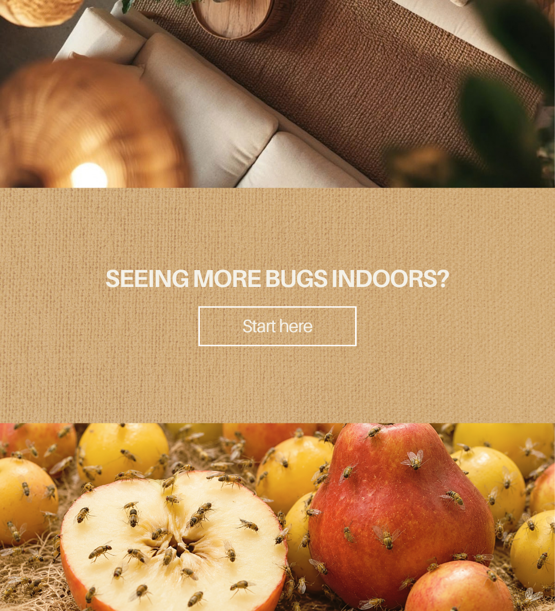 Pests Moving Indoors? How to Handle Fall Pest Problems at Home