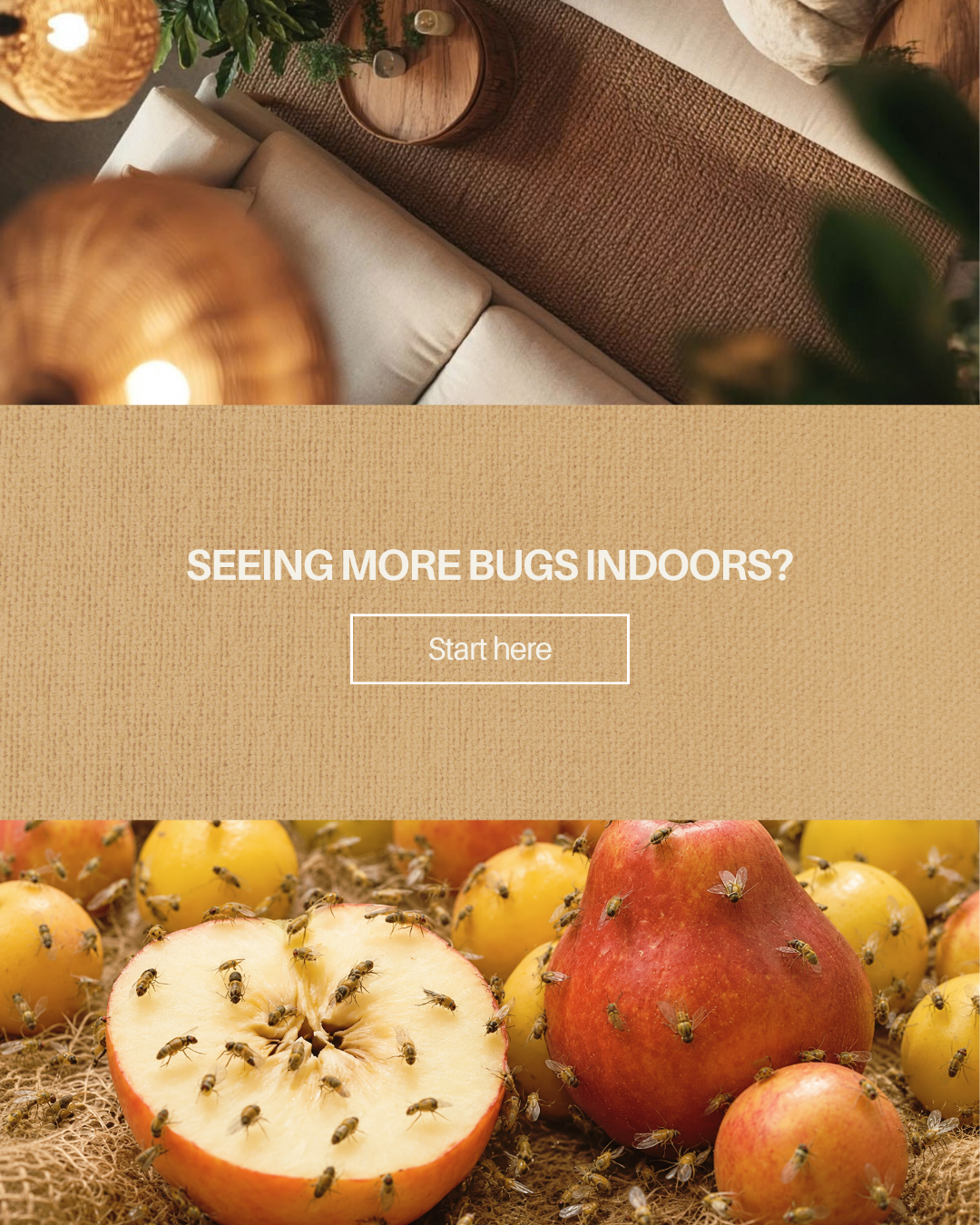 Pests Moving Indoors? How to Handle Fall Pest Problems at Home