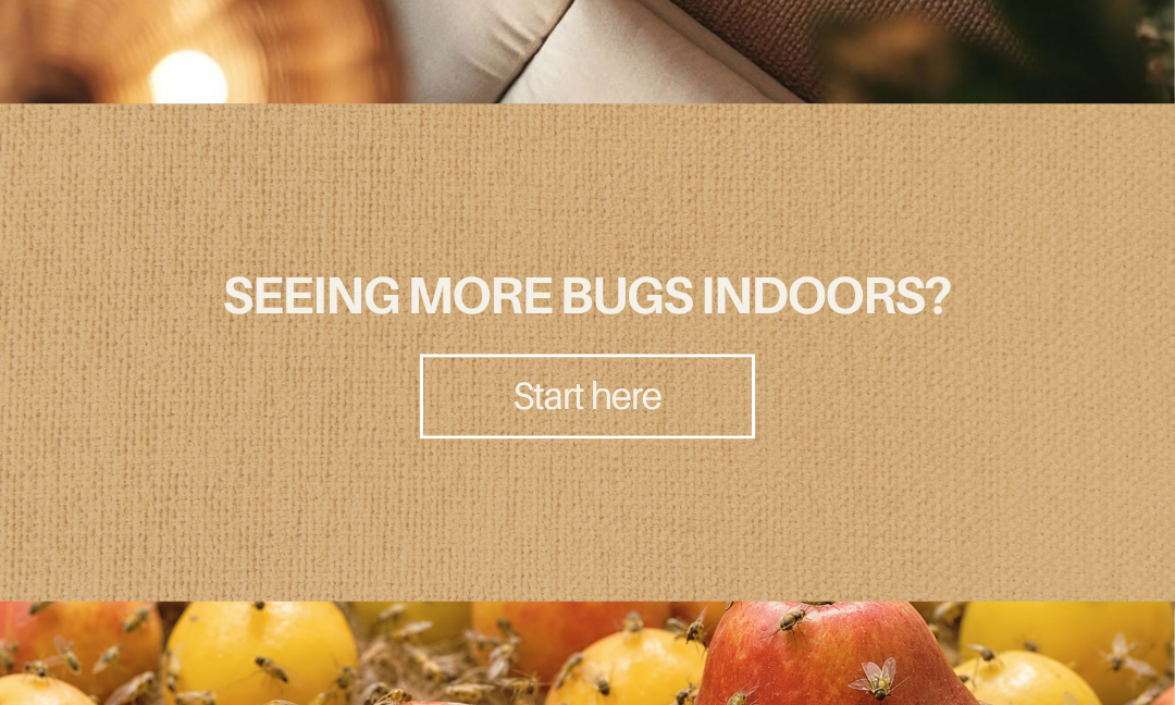 Pests Moving Indoors? How to Handle Fall Pest Problems at Home