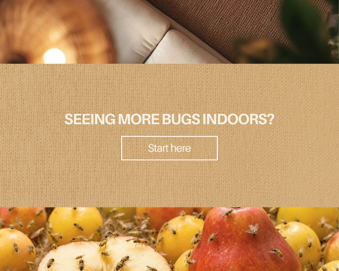 Pests Moving Indoors? How to Handle Fall Pest Problems at Home