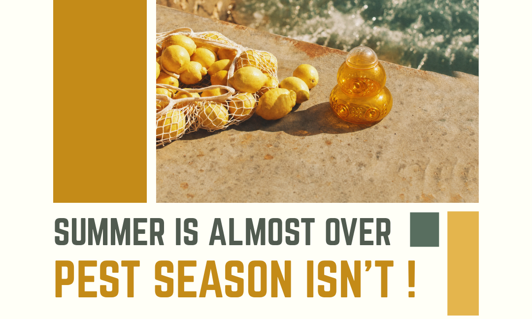 Summer Is Almost Over. Pest Season Isn’t.