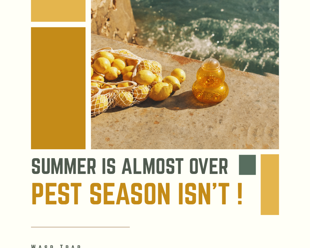 Summer Is Almost Over. Pest Season Isn’t.