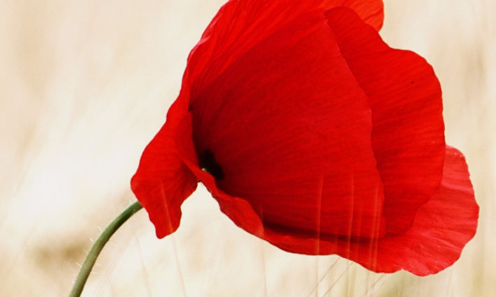 Honouring Heroes, Embracing Peace