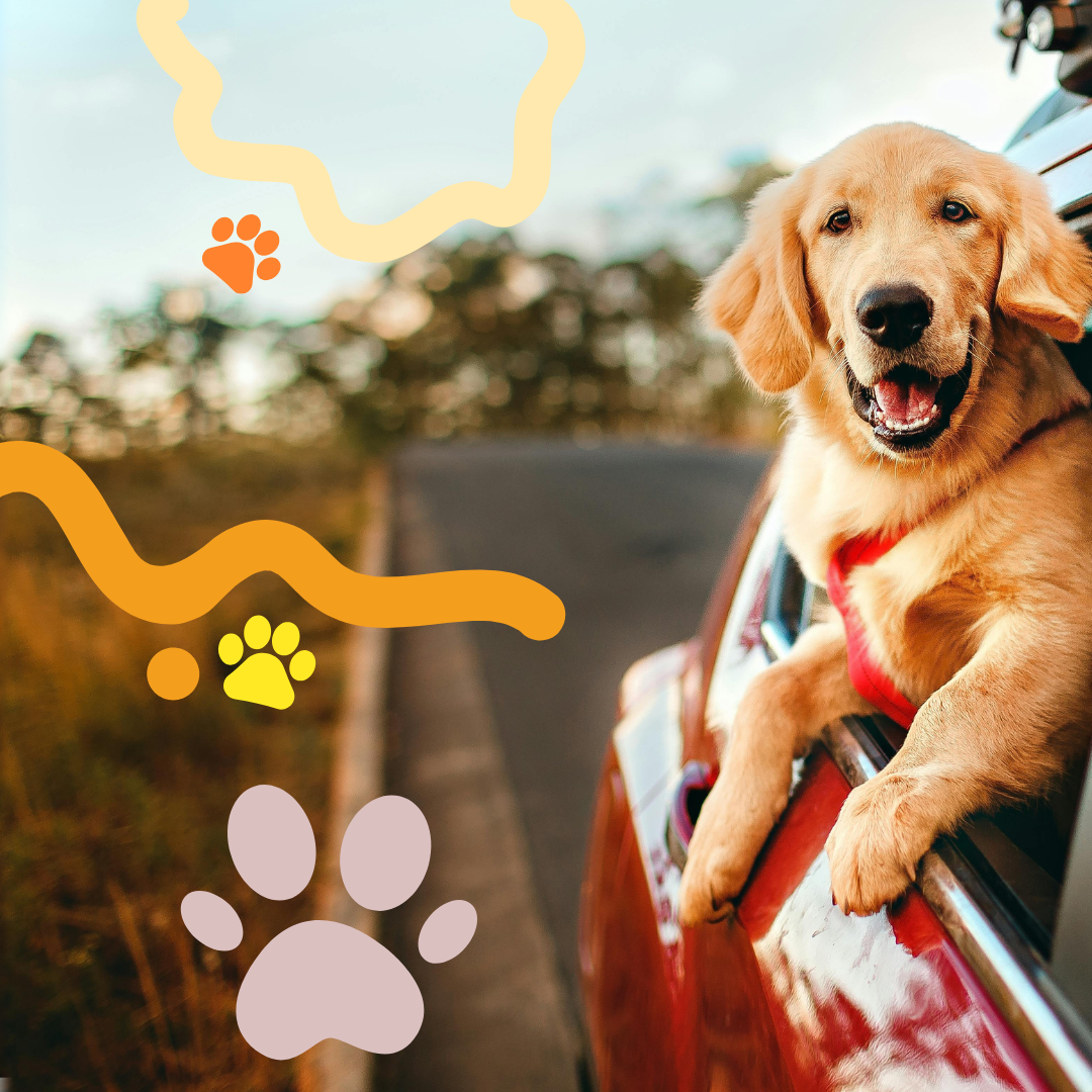Celebrate International Dog Day