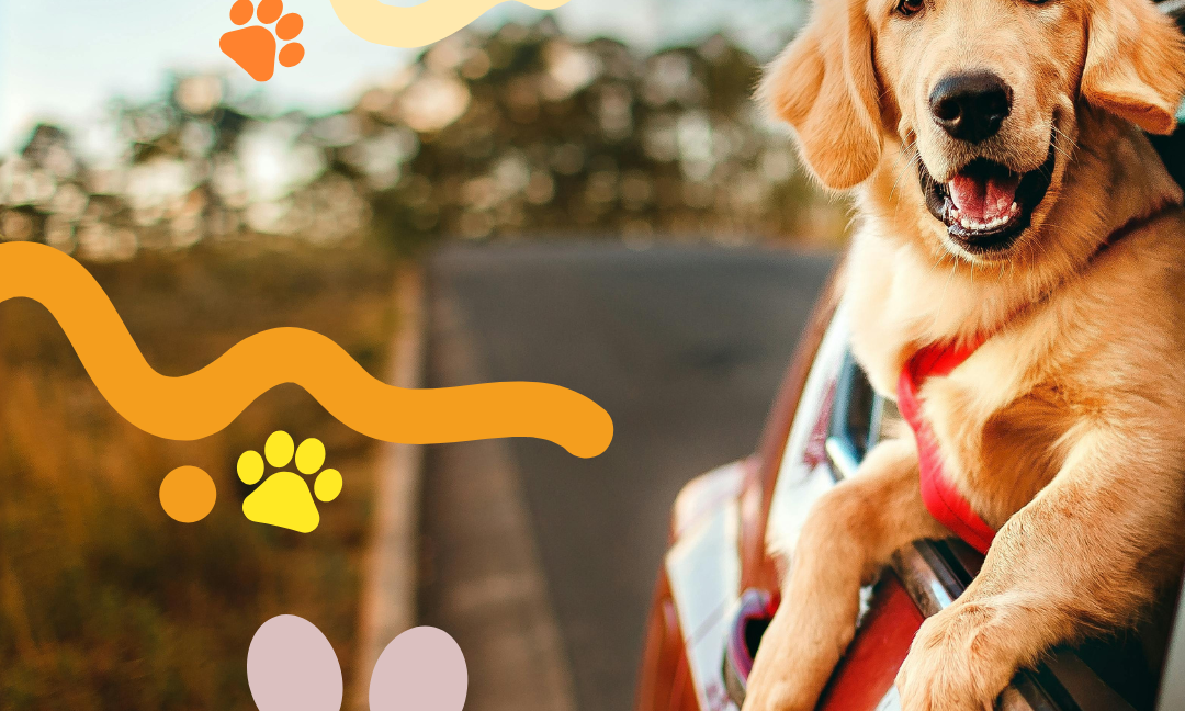 Celebrate International Dog Day