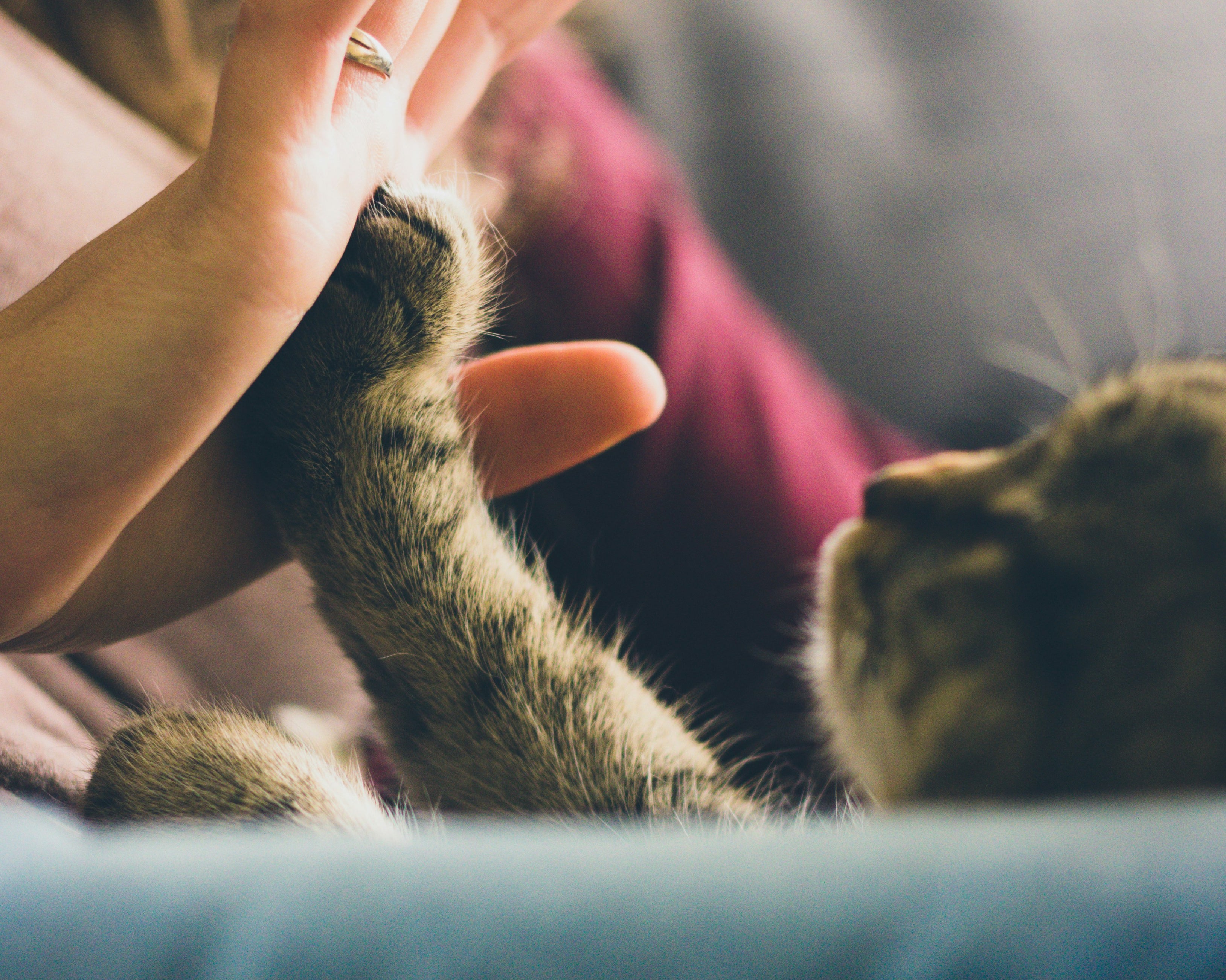 Our Furry Friends: National Pet Day