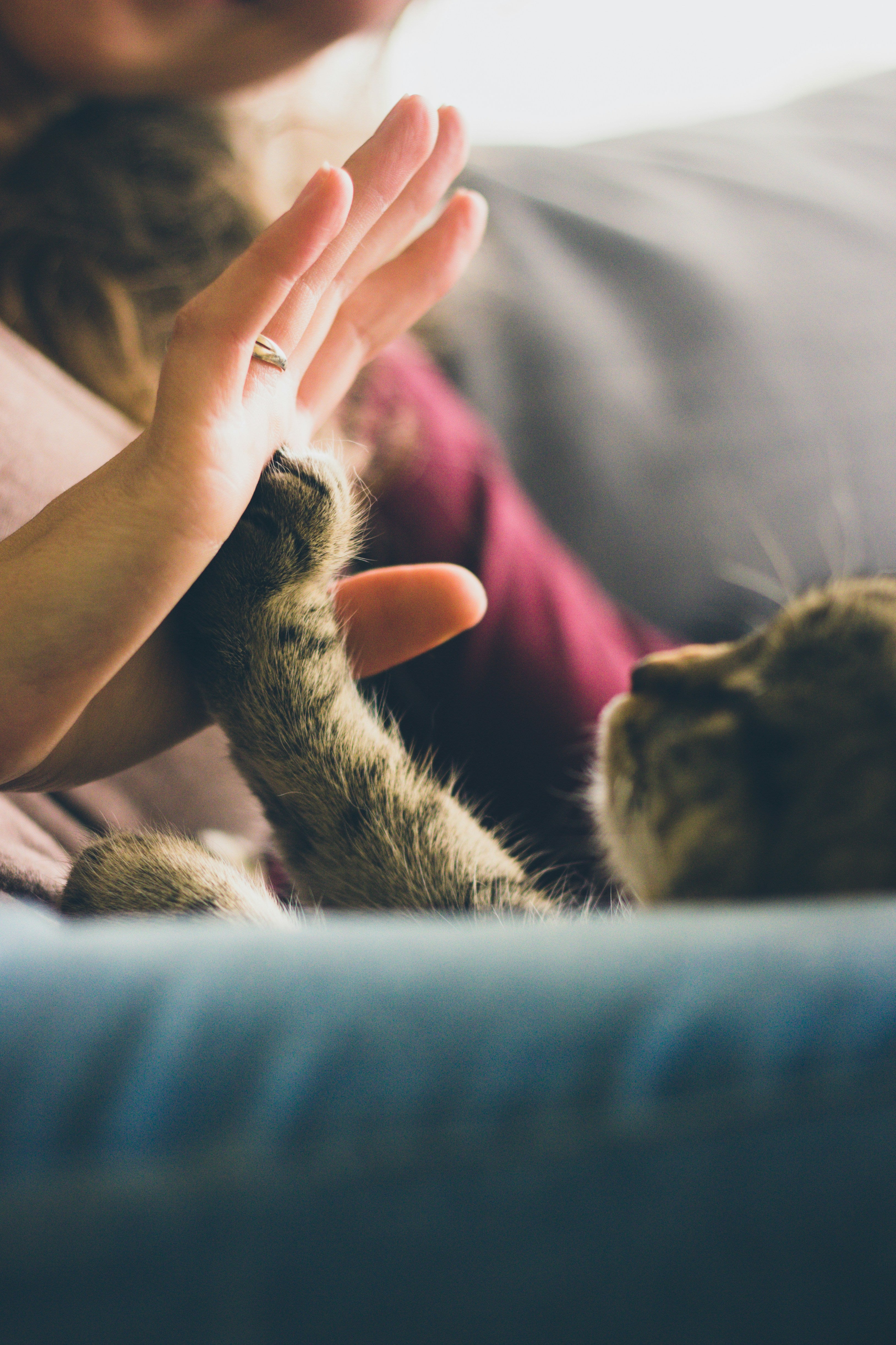 Our Furry Friends: National Pet Day