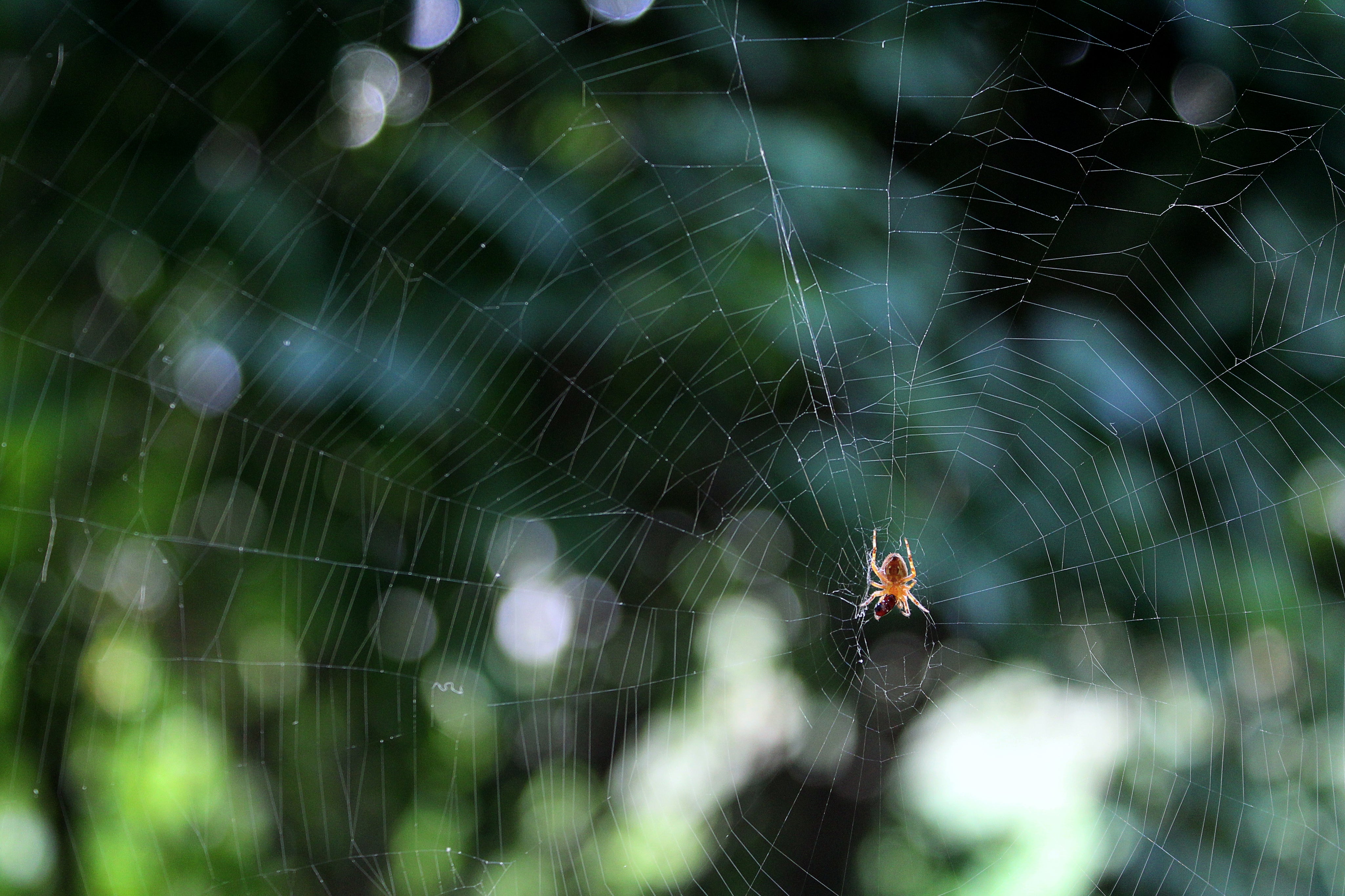 Hate spiders? Me too! Here's what you can do.