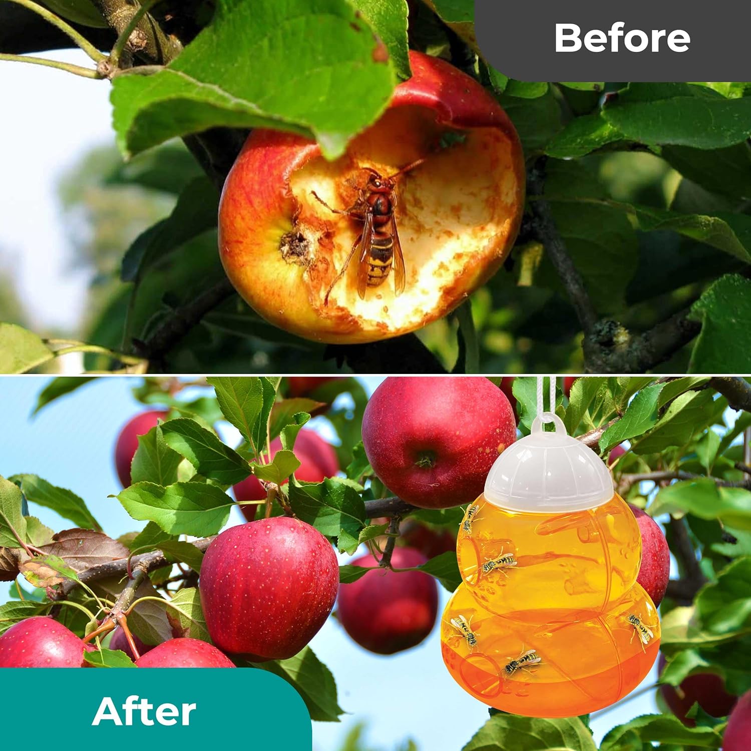 Aspectek Wasp Trap 2-pack - Traps Wasps, Hornets, and Bees
