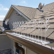 Aspectek Plastic Polycarbonate Bird Spikes Kit with Adhesive Glue, Covers 10 Feet (CA)