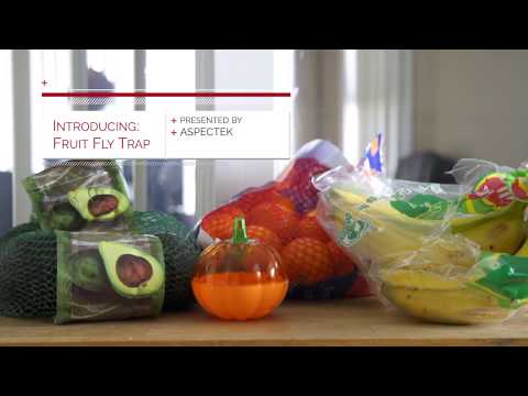  Fruit Fly Trap (Pumpkin Shape)