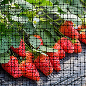Bird Netting Protective Fencing 