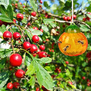 Aspectek Wasp Trap 2-Pack (Pumpkin Shape) Traps Wasps, Bee Traps Hornets, and Bees (Wasp Trap)